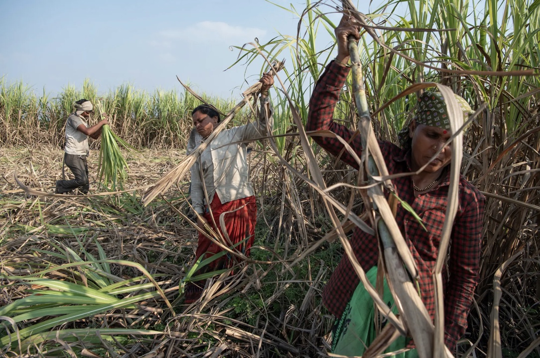 Agricultural workers harvesting sugarcane